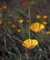 Poppies