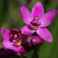 Orchid_4631.jpg