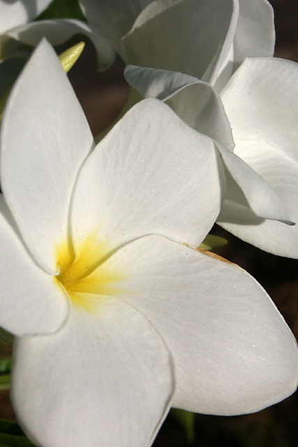 plumeria.jpg