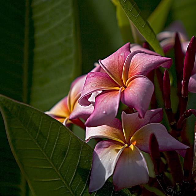Plumeria.jpg