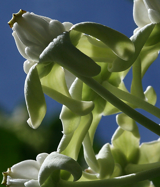 Crown_Flower.jpg