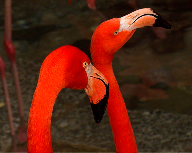 flamingos.jpg