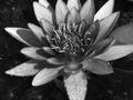 Botanics1.jpg