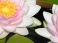 Lillies