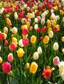 Tulips.jpg
