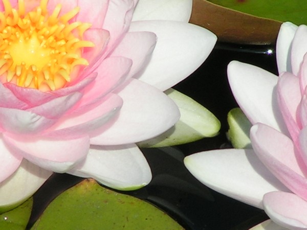 Lillies