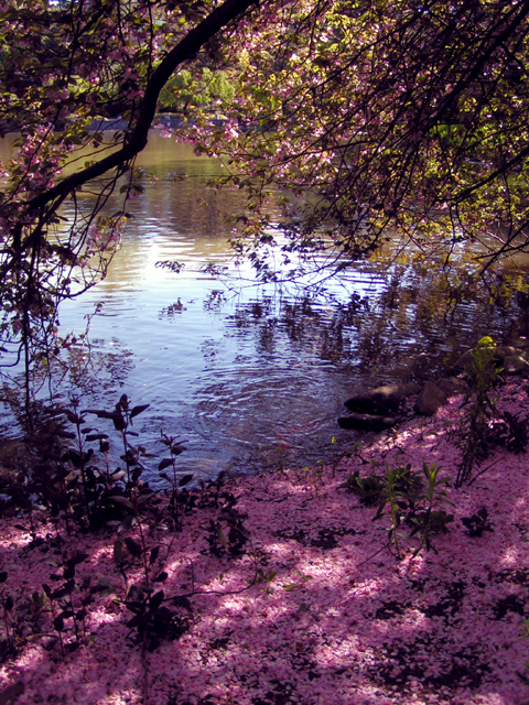 CherryDroppings.jpg