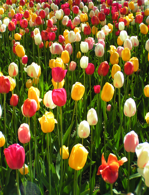 Tulips.jpg