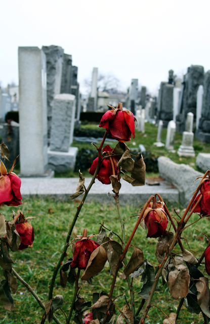 Roses_IMG_0298S.jpg