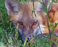 Foxy Eyed Lady