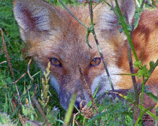 Foxy Eyed Lady