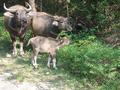 Water Buffalo