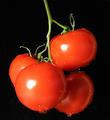 Tomatoes On The Vine