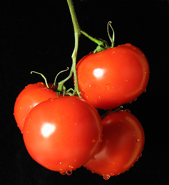 Tomatoes On The Vine