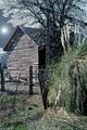 Barn Weeds