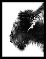 Bison Portrait