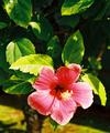 After the Rains