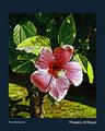 Flowers of Kauai Digital Art Poster
