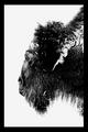 Bison Poster Large