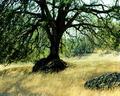 Oak Tree Northern California