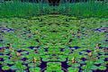 Lillies Art Poster