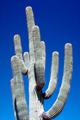 Seguaro Cactus
