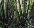 Palm Leaves