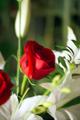 Rose and Lilly