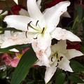 Lillies