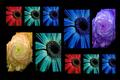 Flower Poster II