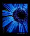 Digital Flower Series I