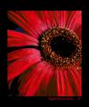 Digital Flower Series IV