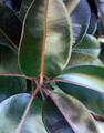Rubber Tree Leaves