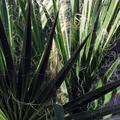 Palm Leaves Macro
