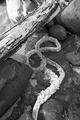 Rope Beach Kauai Black and White