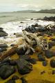 Kauai Beach DriftWood V