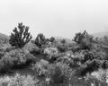Desert Infared II