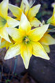 Yellow Lillies