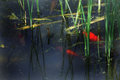 Koi Fish Pond
