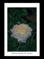 Yellow Rose of Texas