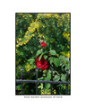 Rose Garden Goodyear Arizona