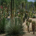 Arizona Desert May