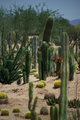 Arizona Beauty