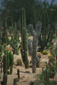 Arizona Cacti