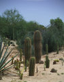 Arizona Cacti Group