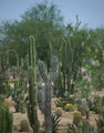Arizona Landscapes I