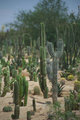 Arizona Landscapes III