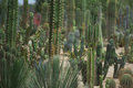 Arizona Landscapes IV