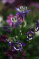Purple Passion