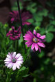 Purple Passion II